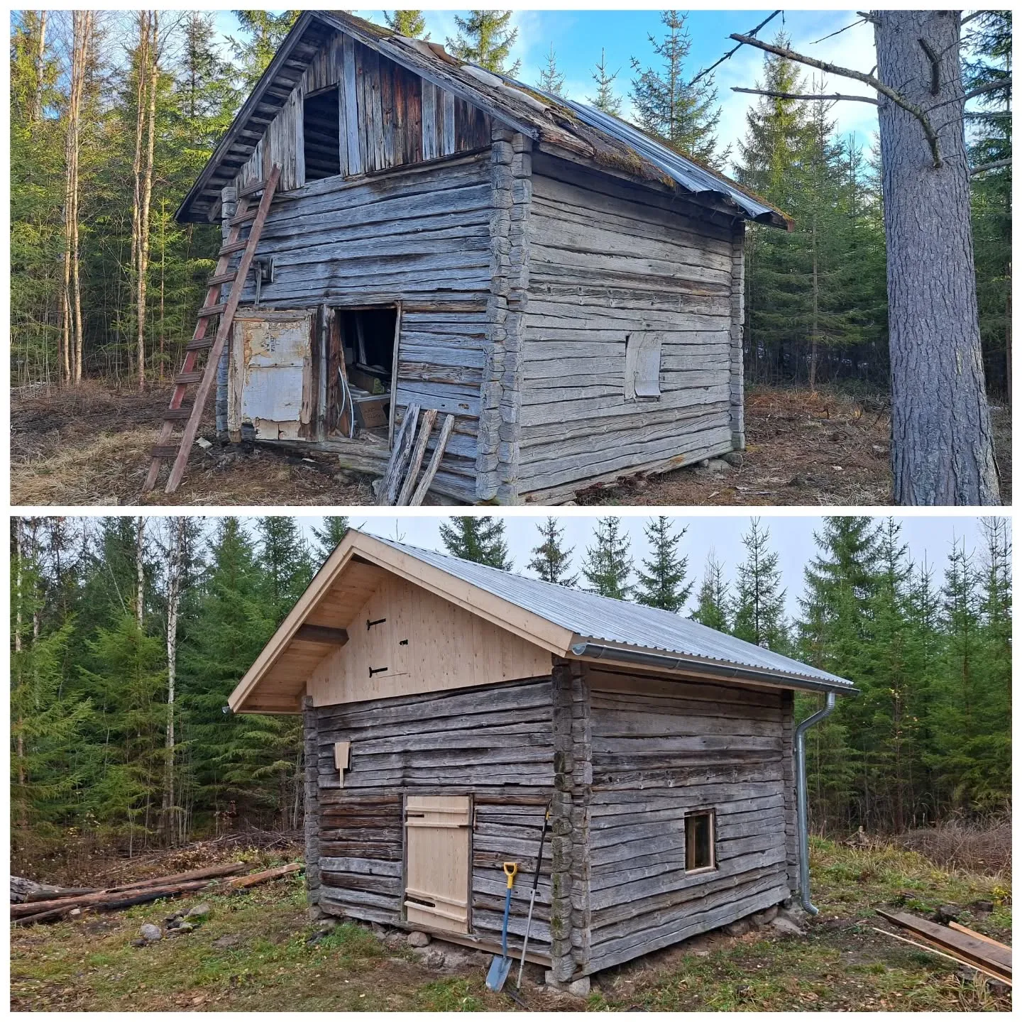 Kaksi kuvaa hirsirakennuksen kunnostuksesta metsässä. Ylempi kuva esittää ränsistyneen, harmaantuneen hirsimökin ennen remonttia. Siinä on vanha, sammaloitunut peltikatto, avoin pääty ja rikkinäinen oviaukko, johon nojaa puiset tikkaat. Oikealla on pieni laudoitettu ikkuna. Alempi kuva näyttää saman mökin kunnostettuna. Siinä on uusi hopeanvärinen peltikatto, vaaleanruskea puinen pääty, uusi puuovi ja kehystetty ikkuna. Mökin sivulla on uusi hopeinen vesikouru. Maassa on lapio ja muita työkaluja. Molemmissa kuvissa mökkiä ympäröi havumetsä kirkkaassa päivänvalossa.